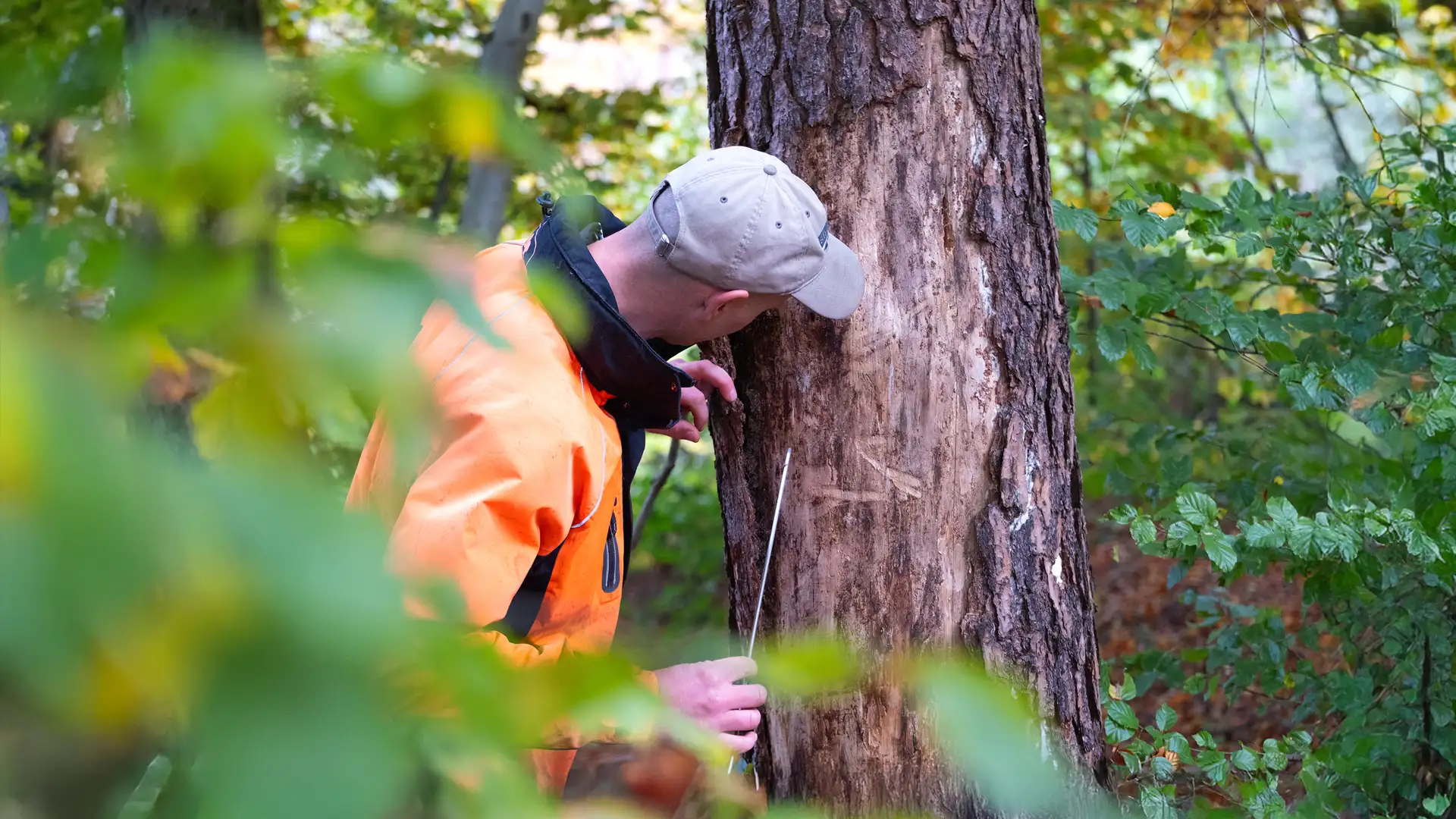  Prüfen von Habitatstrukturen eines absterbenden Baumes