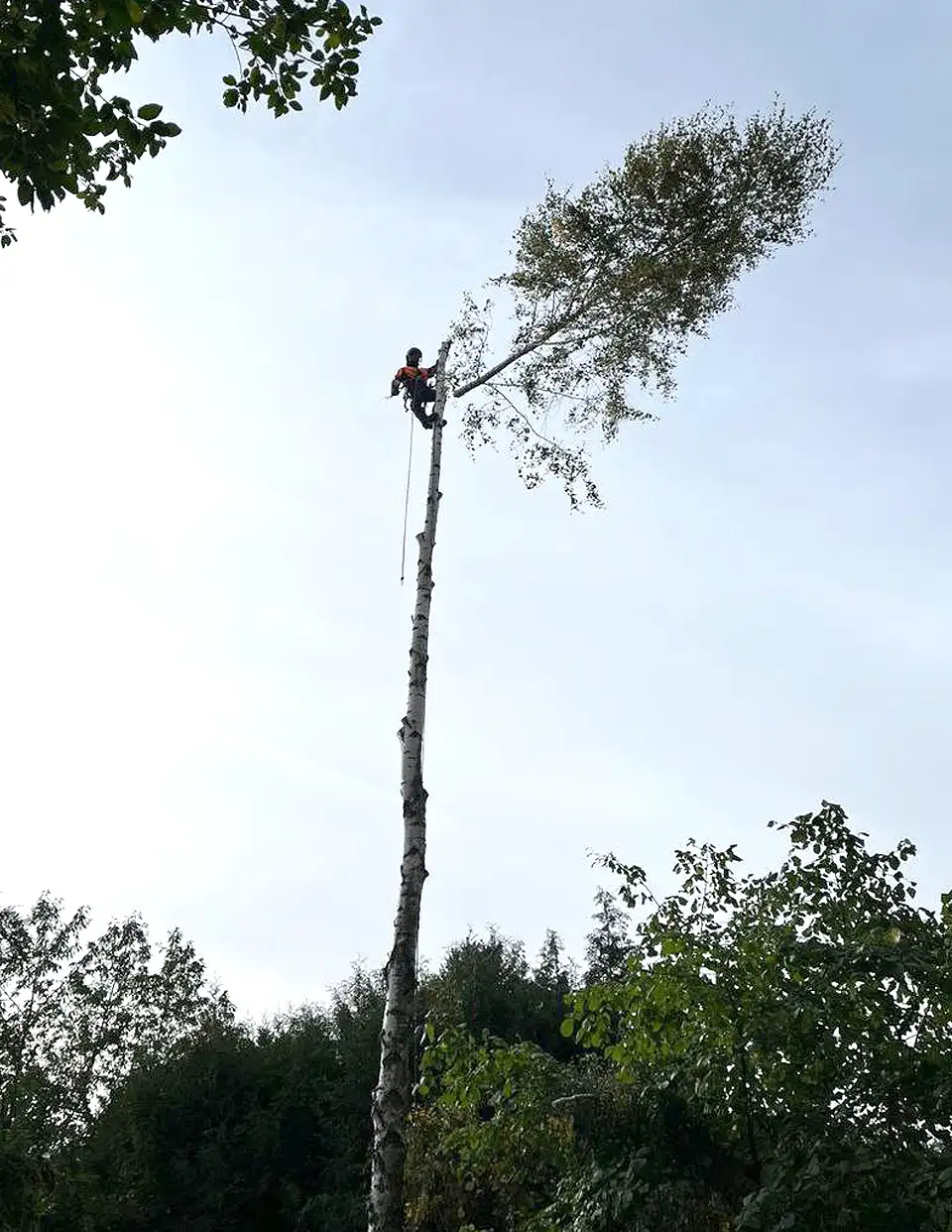 Baumfällung mittels Seilklettertechnik